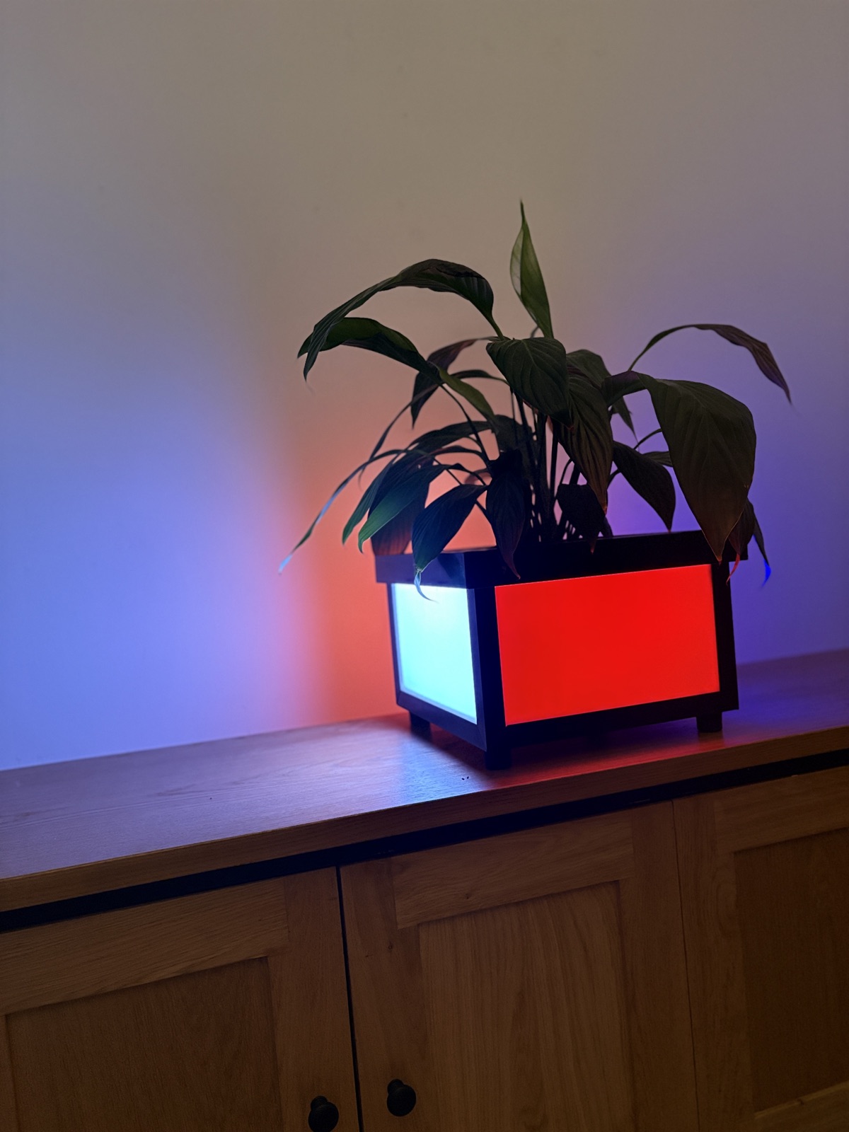 Plant in Lamp met blauw en rood licht